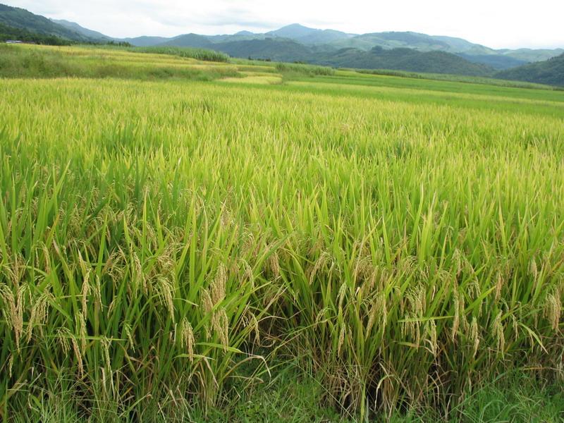 農(nóng)作物病害檢測(cè)儀，為農(nóng)戶種植提供便利條件